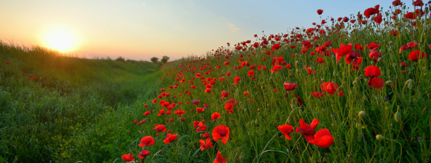 poppy field in summer