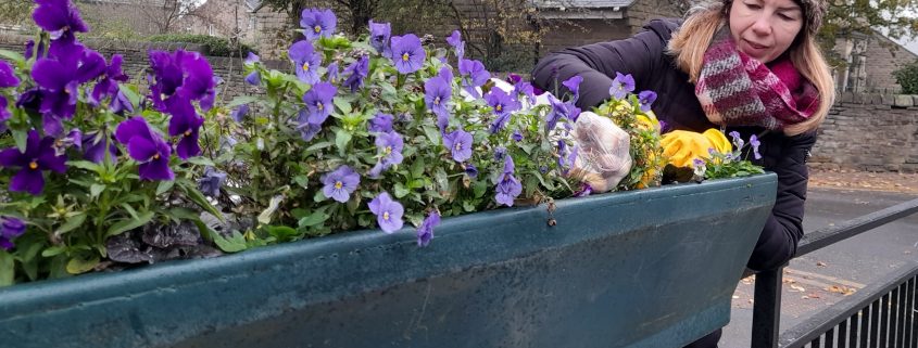 Planting spring bulbb