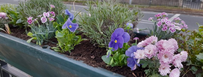 Summer planting 2025