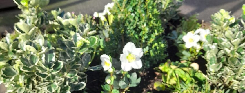 Winter planting 25 - Planters