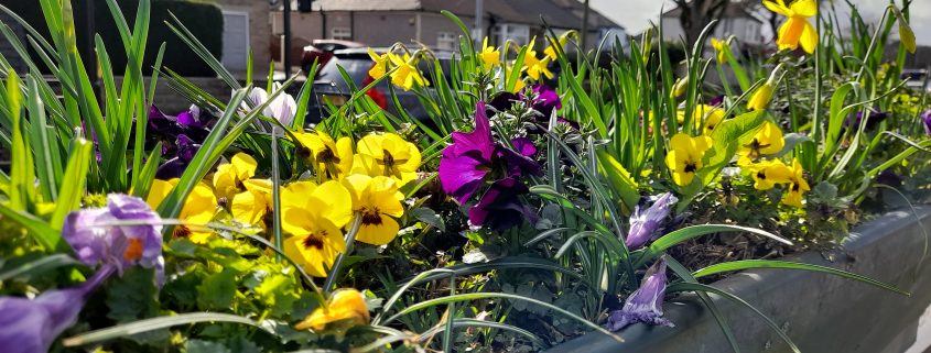 Spring flowers in barrier basket - yellow and purple panzies